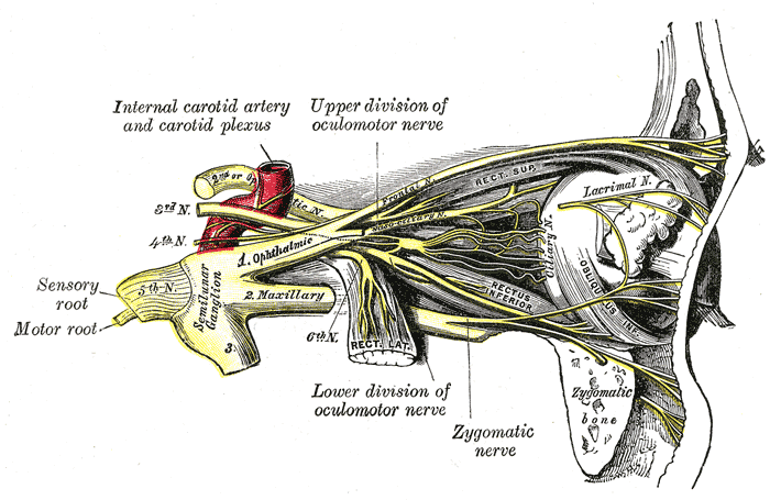 Nerves of the orbit and ciliar ganglion (lateral view)2